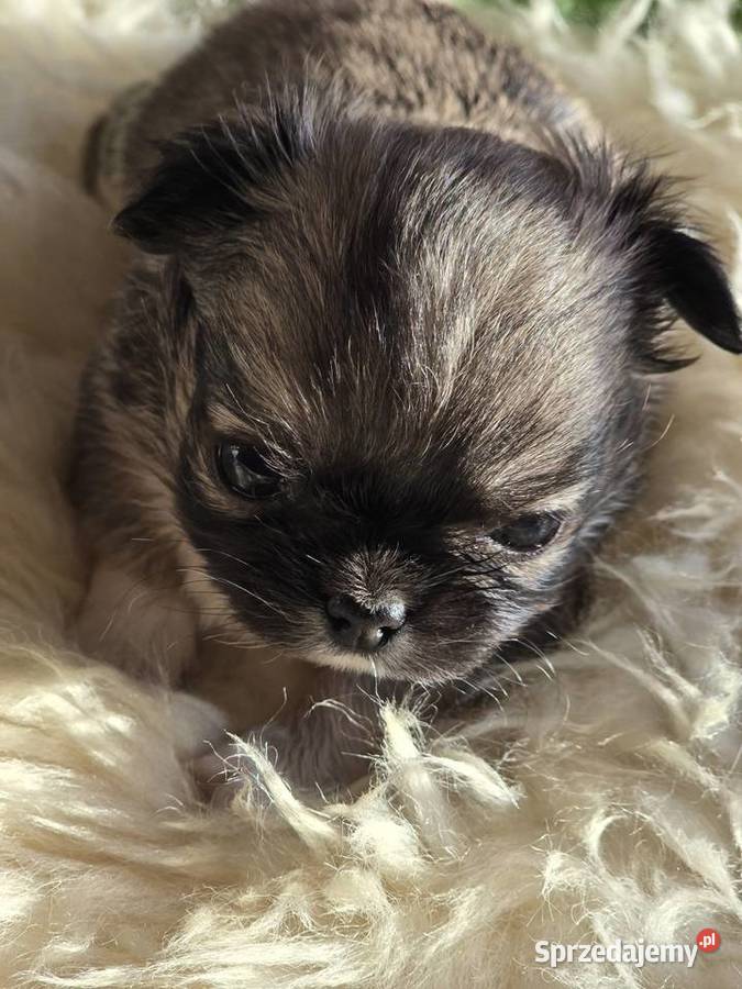 Chihuahua Sobolowy Mini Xxs Bielsko-Biała