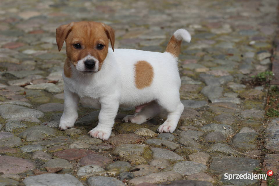 Piesek Jack Russell Terrier