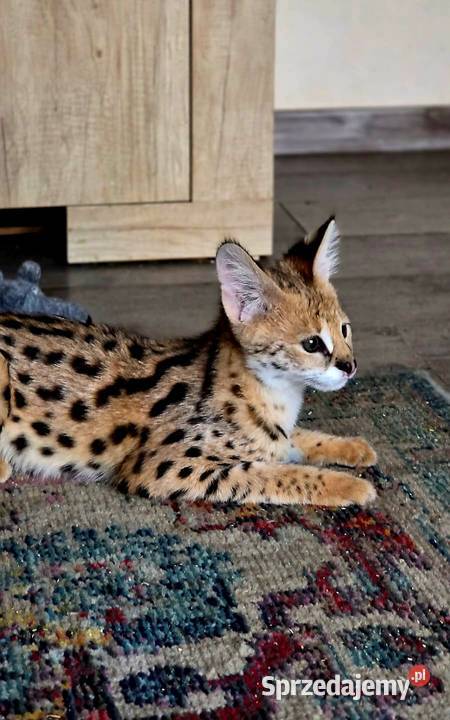 Serwal Afrykański Leptailurus serval przepiękna