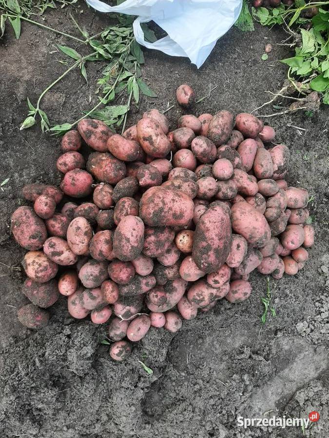 Ziemniaki ekologiczne warmińsko-mazurskie Pisz sprzedam
