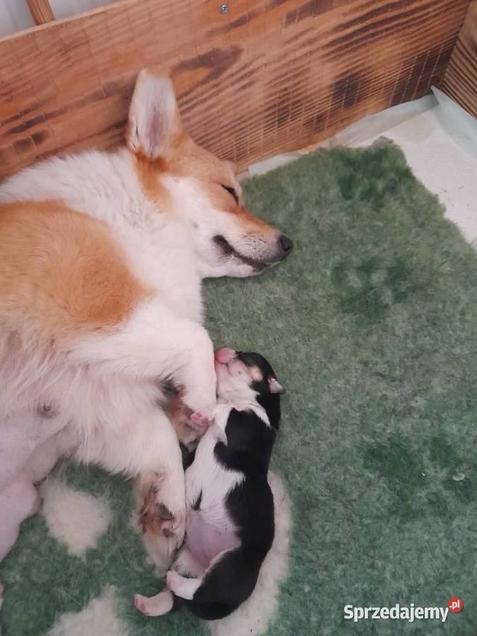 Welsh Corgi Pembroke szczenięta FCI Kielce