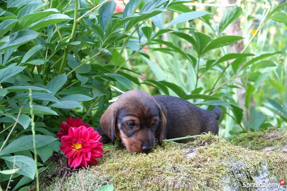 Jamniki szorstkowłose standard szczenięta FCI warmińsko-mazurskie Piecki