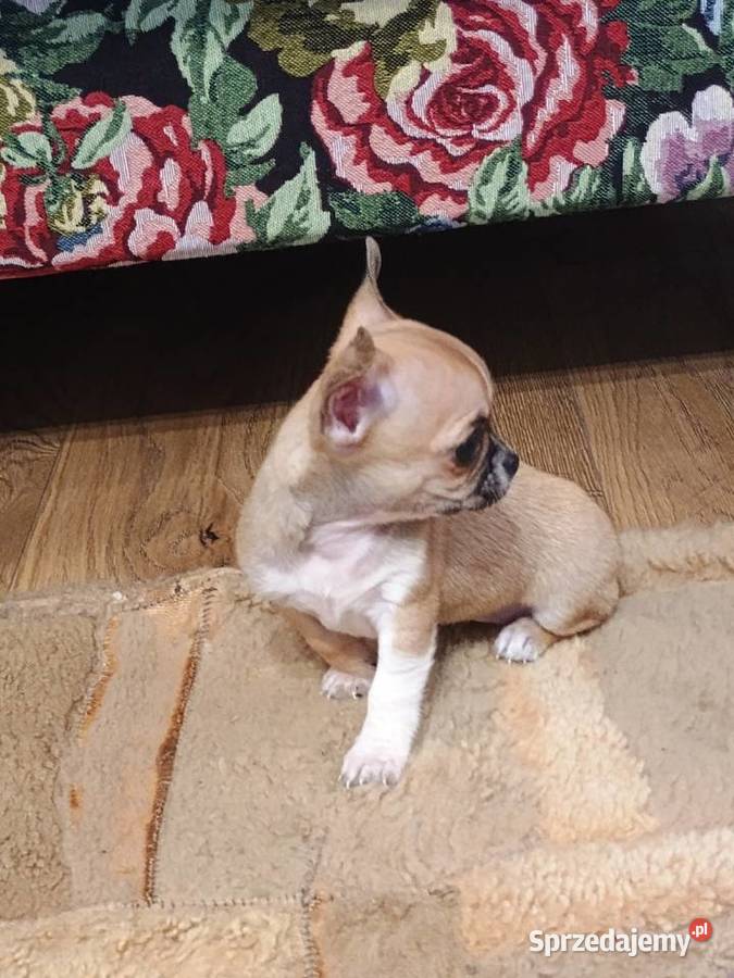 Chihuahua maleńka XXS Radomsko