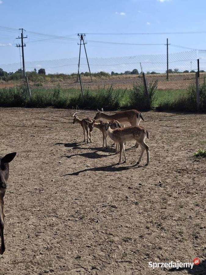 młode daniele Góra