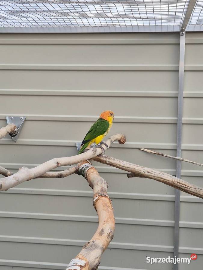 Barwinka białobrzucha samica Rakoniewice