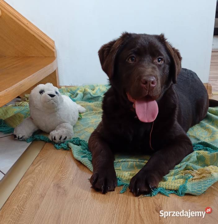 Labrador Retriever suczka Stara Rokitnia