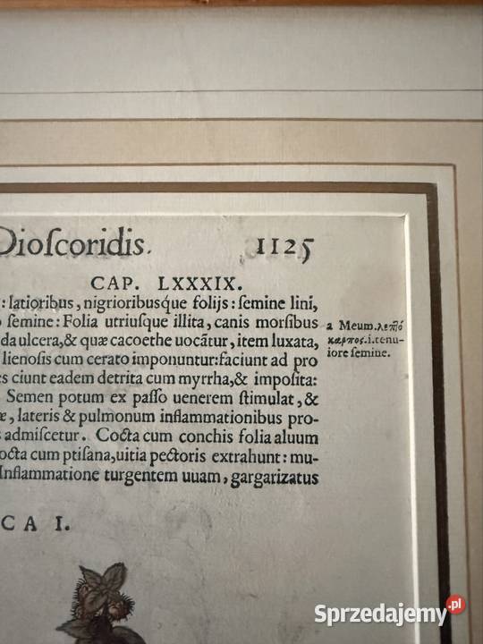 Antyczny Miedzioryt 1563 Rycina Botaniczna