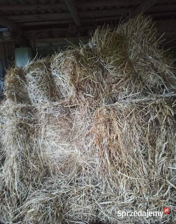 Siano kostki ciuki paczki z polskiej prasy sipma Pozostałe Hajnówka