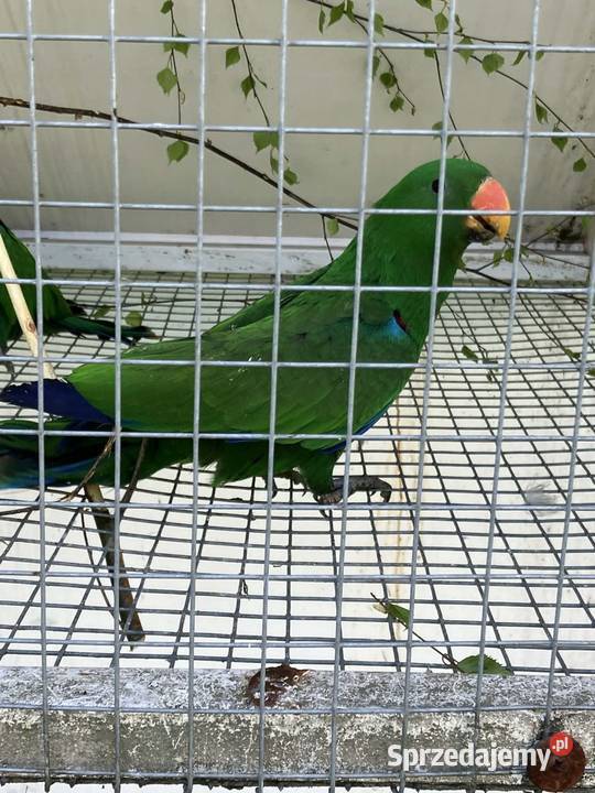 Para Zmieni Dom 2025R Zwierzęta Łęg Tarnowski