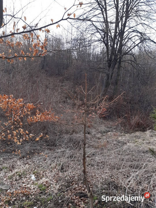 Grunt Niedźwiedzica dolnośląskie