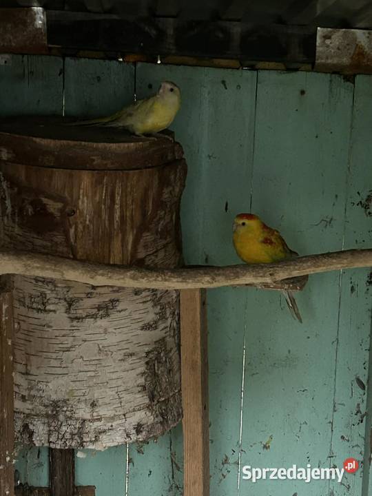 Świergotki para lęgowa 24r małopolskie Skała