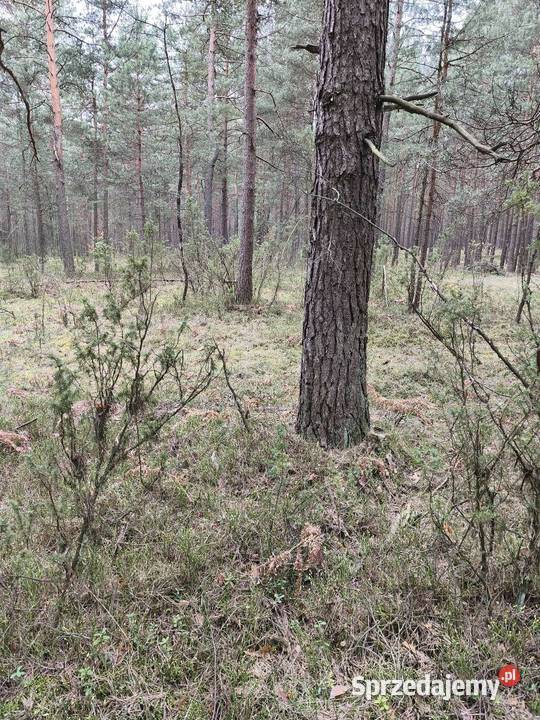Sprzedam działkę leśną las Sprzedaż Kotowice
