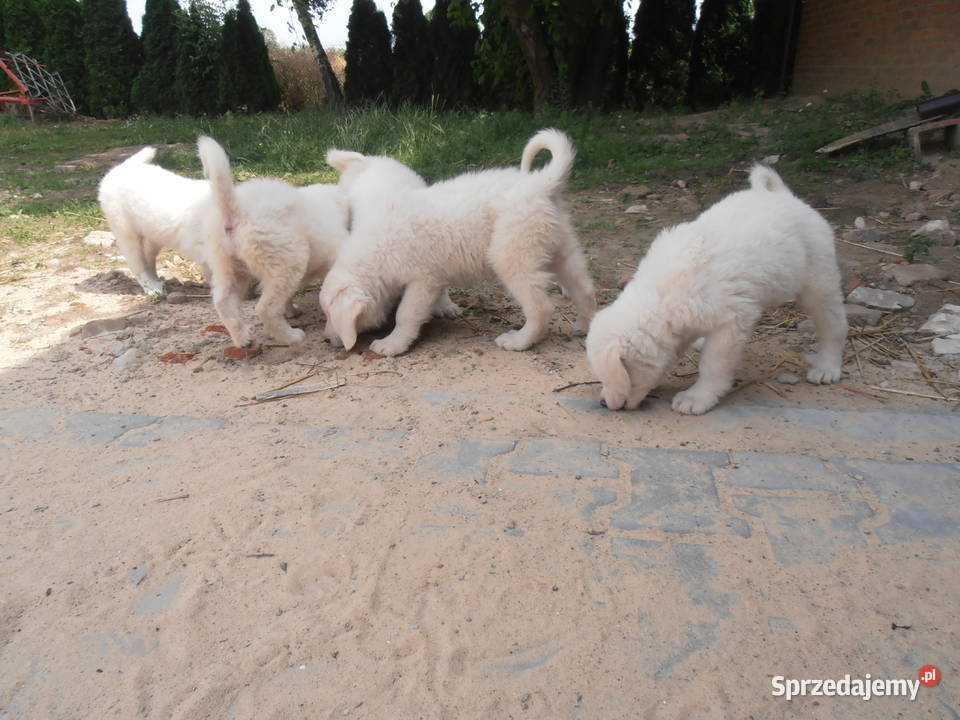Owczarki Podhalańskie Owczrek Podhalański Turobin