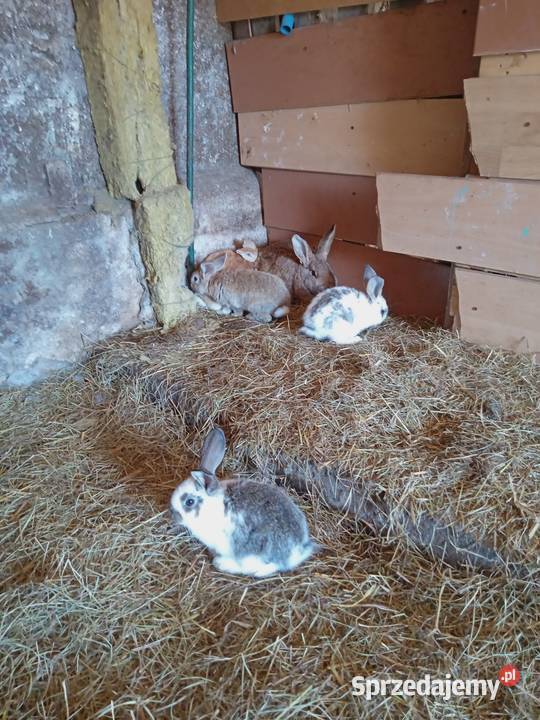 Króliki małe Młode Króle Gryzonie Ostrów Mazowiecka sprzedam