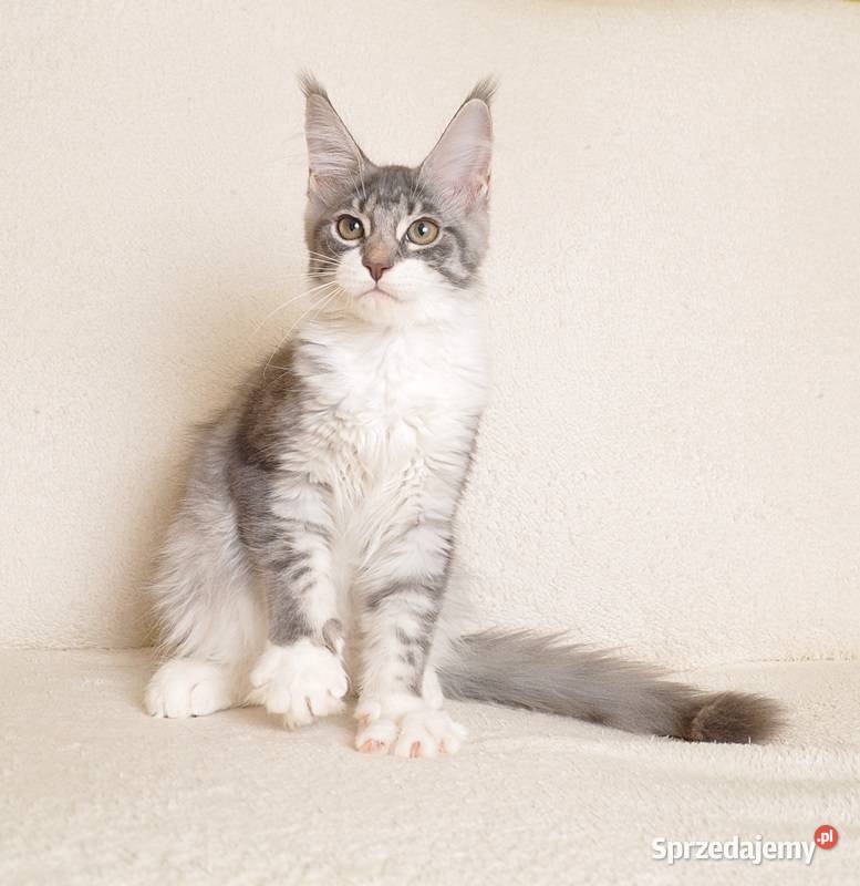 Przepiękna koteczka Maine Coon GOTOWA DO ODBIORU Białystok
