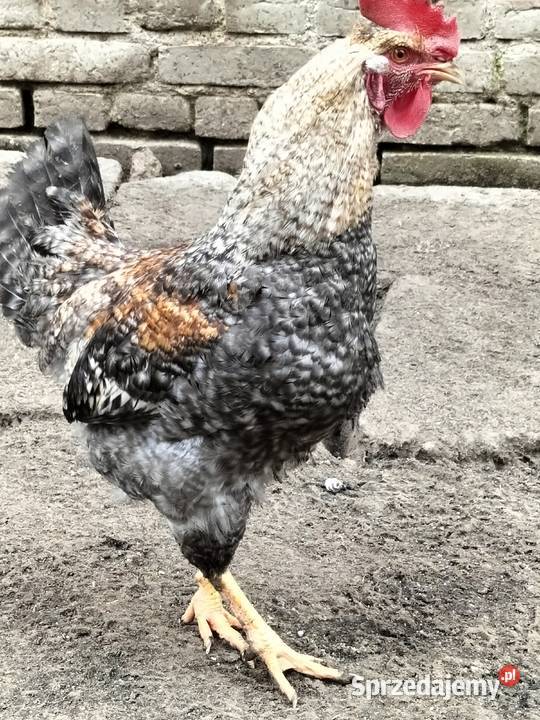 Koguty green shill lubelskie