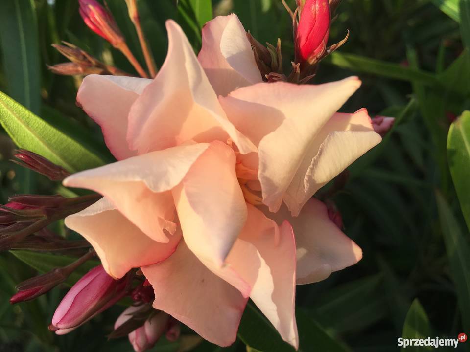 OKEANDER CHOPIN sprzedam