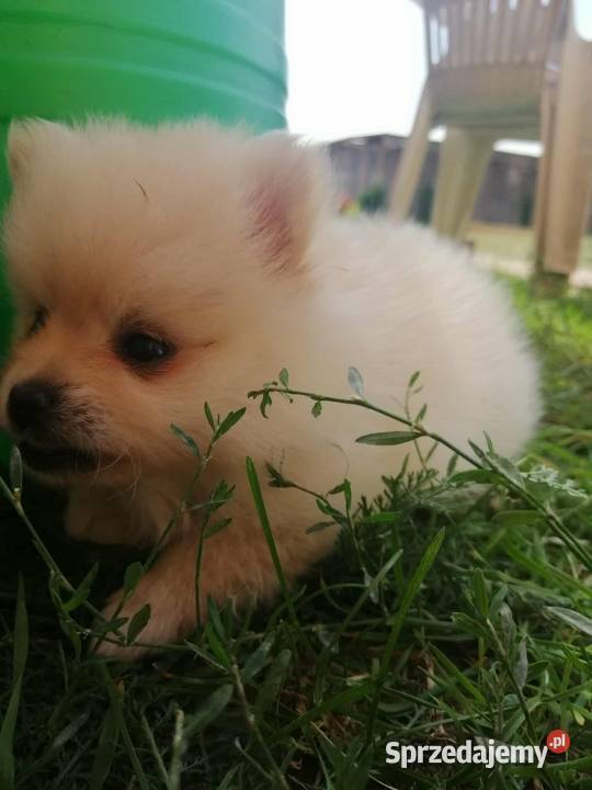 Szpic miniaturowy pomeranian łódzkie Laski