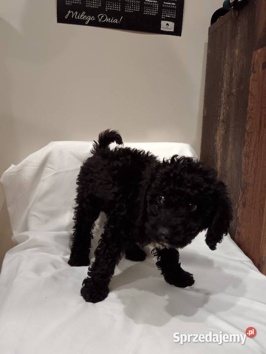 Cockapoo Pozostałe Żółwin sprzedam
