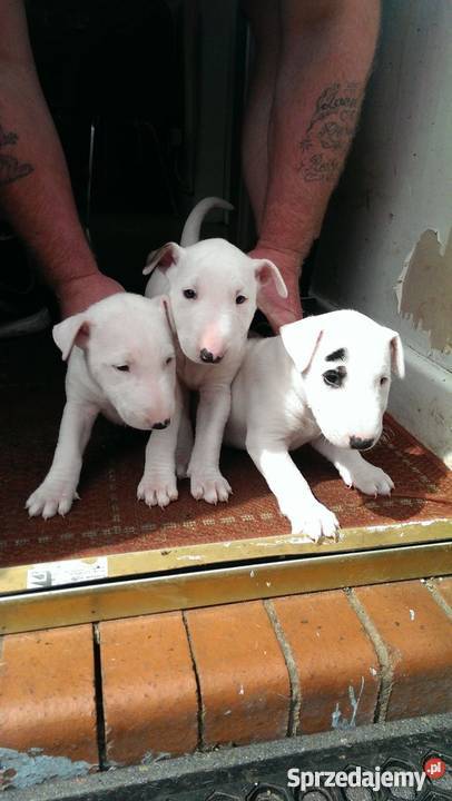 English Bull Terrier szczenięta doskonały