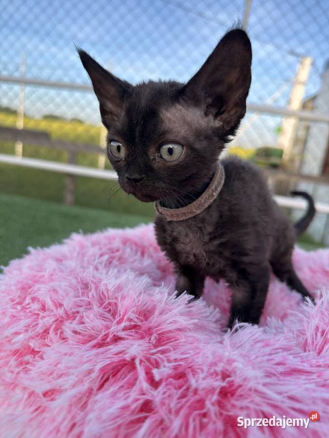 Devon Rex FPL kotka Poznań sprzedam