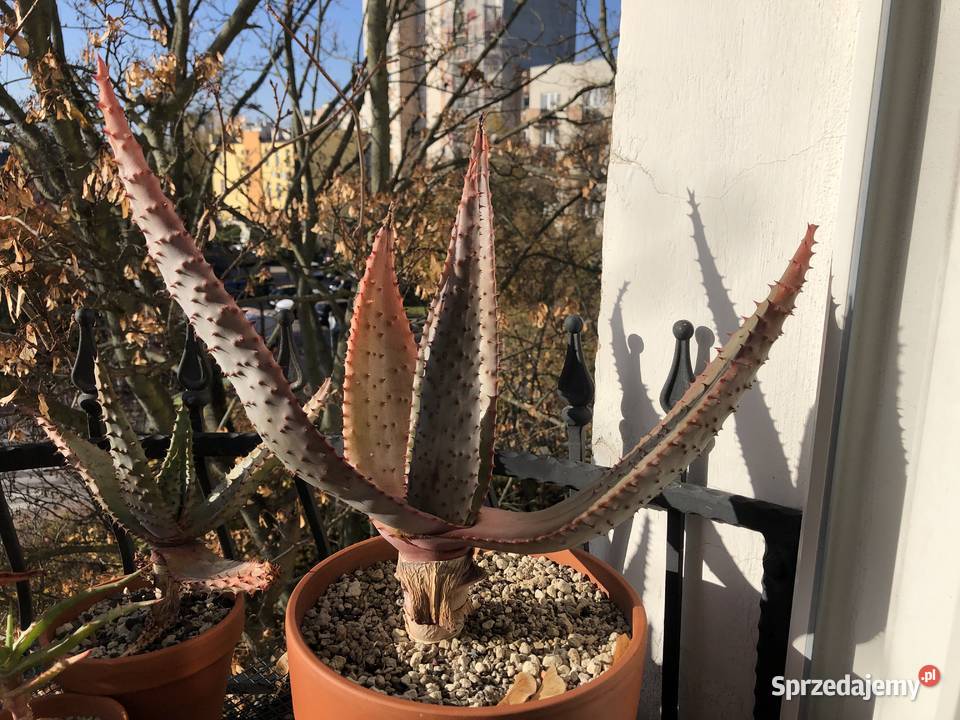 Duży Aloes Ferox piękny okaz kolekcjonerski Piastów sprzedam