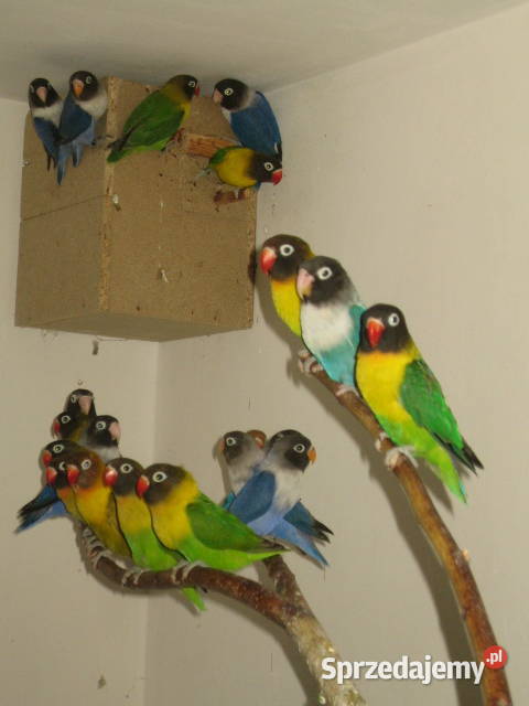 nierozłączki małopolskie Kraków sprzedam