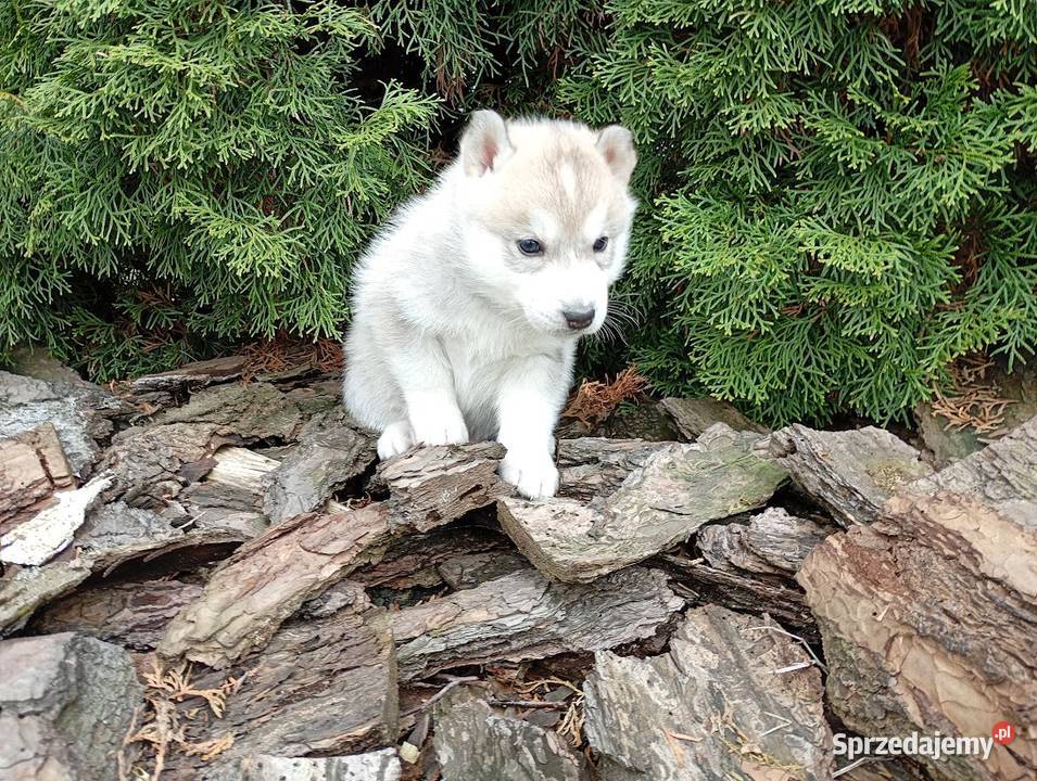 SIBERIAN HUSKY BOY
