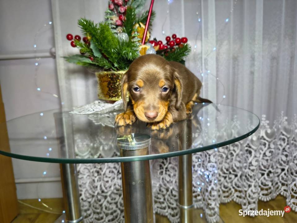 Jamniczek Choco Czekoladowy łódzkie sprzedam