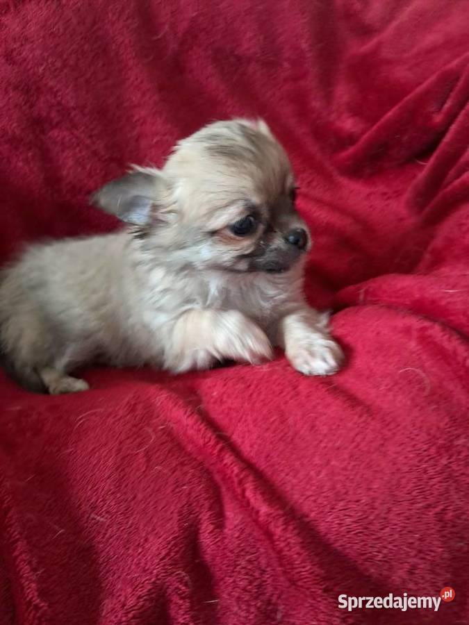 Szczeniak suczka chihuahua Rybnik