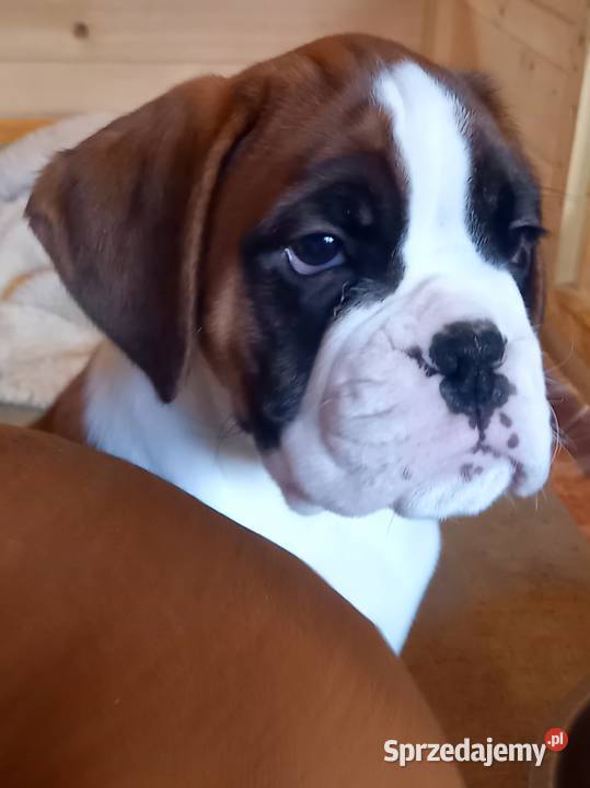 Szczeniaczki Boksery Stary Sącz