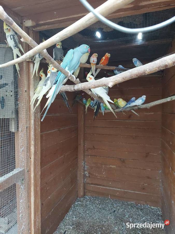 Nimfy i faliste Bogdaniec