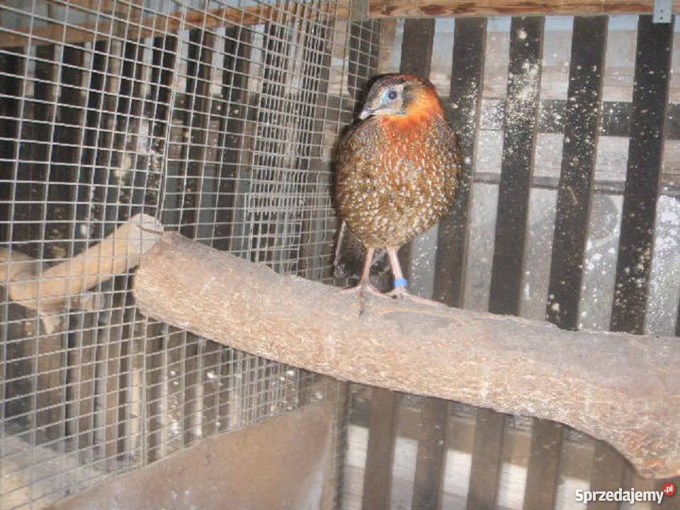 Bażanty tyminki 2017r Pozostałe