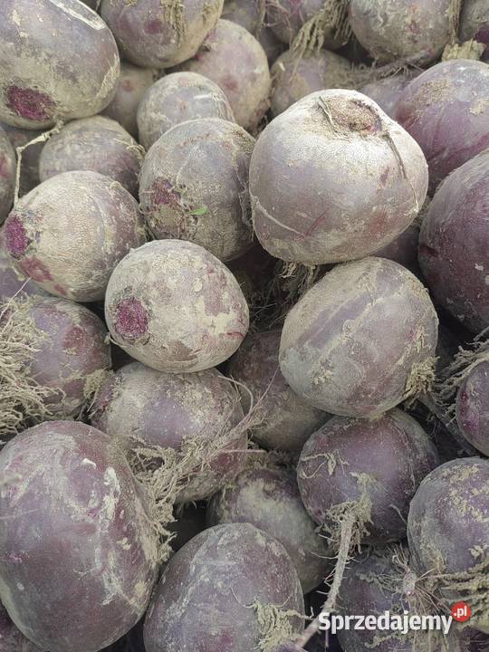 buraczki czerwone Osmolice Drugie sprzedam