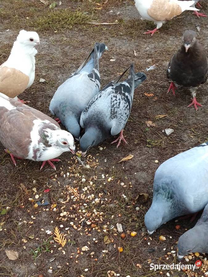 Gołębie pocztowe ozdobne Perukarz samiec Cyców