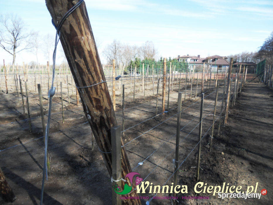 Enologiczne usługi agrotechnika winnicy ogród