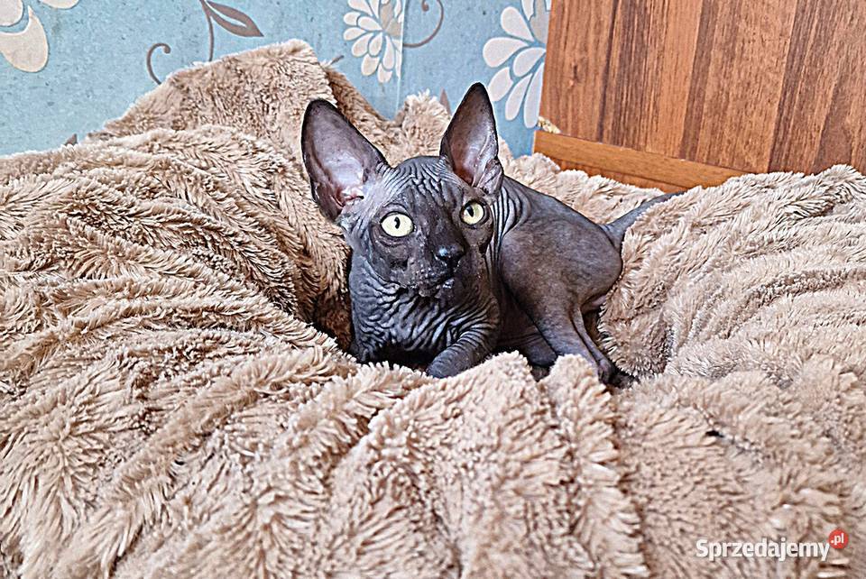 Sfinks Kanadyjski kocurek Jarocin