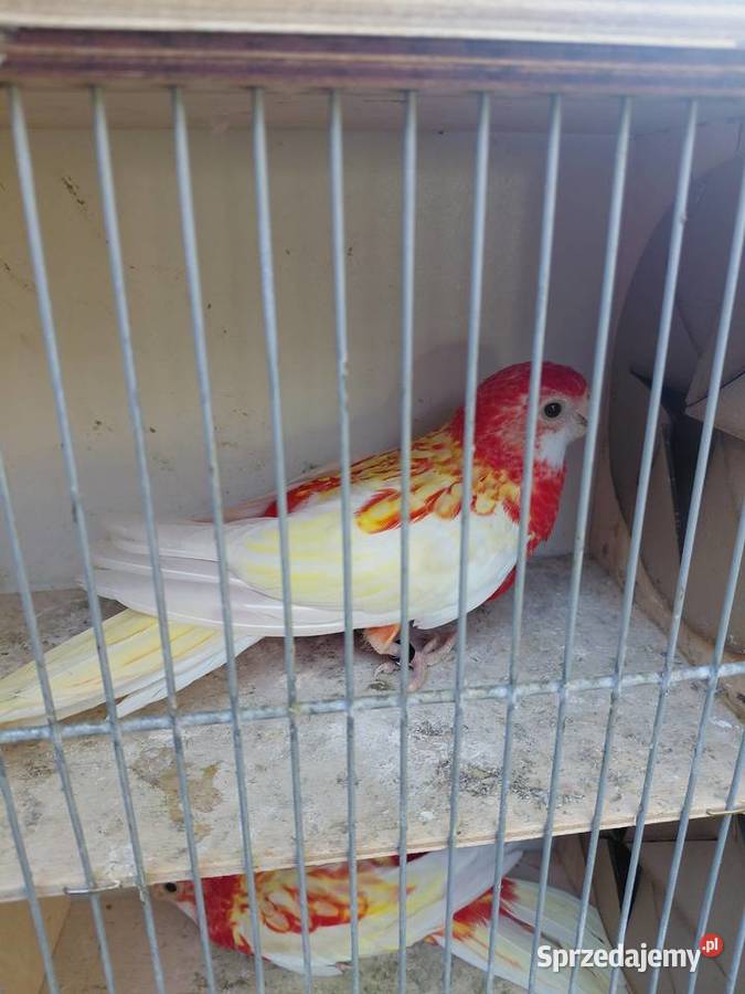 Rozelle białolice Polichno