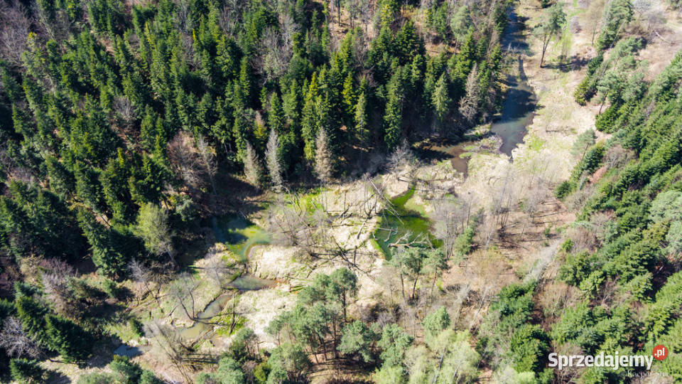 Na sprzedaż pastwisko zalesione w Jastrzębi