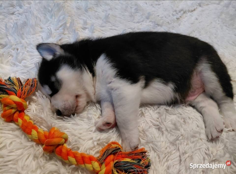 Husky Syberian Pies Inowrocław