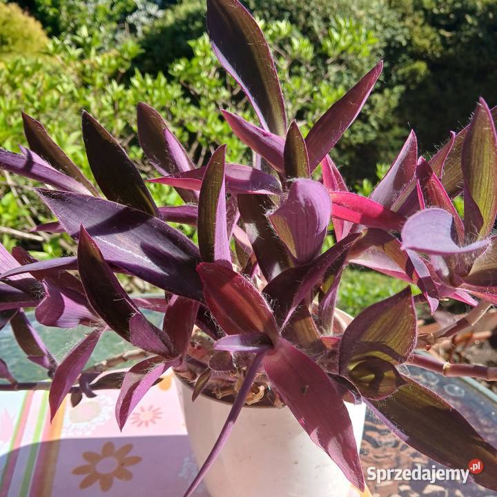 Setkrezja trzykrotka purpurowa fioletowa roślina małopolskie