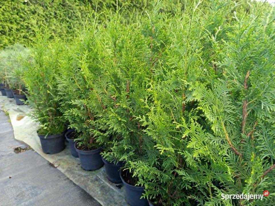 Thuja Plicata Gelderland 6070 20 Wrocław Januszkowice sprzedam