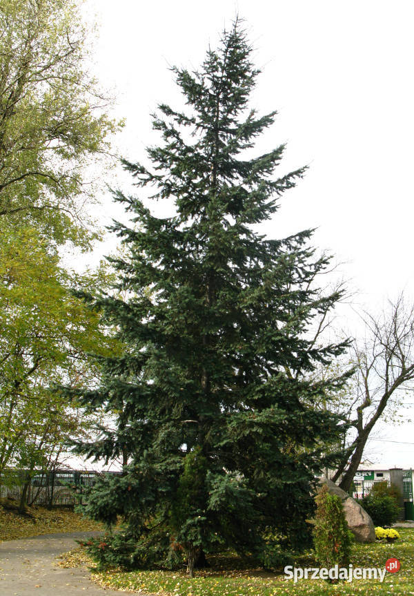 DAGLEZJA ZIELONA Pseudotsuga menziesii glauca kujawsko-pomorskie Lubanie sprzedam