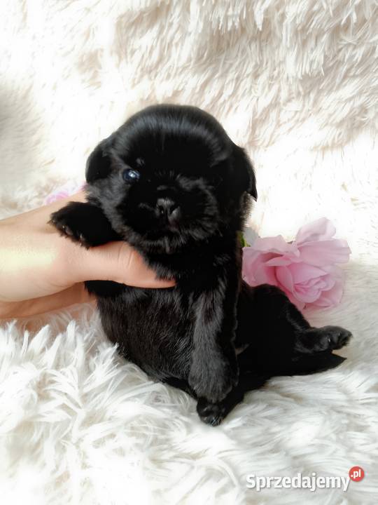 Czarna piękna suczka rasy ShihTzu Kluczbork sprzedam