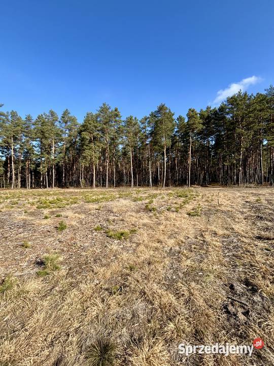 DZIAŁKA BUDOWLANA 1000 m ASFALT LAS SPOKOJNA mazowieckie Krawcowizna sprzedam