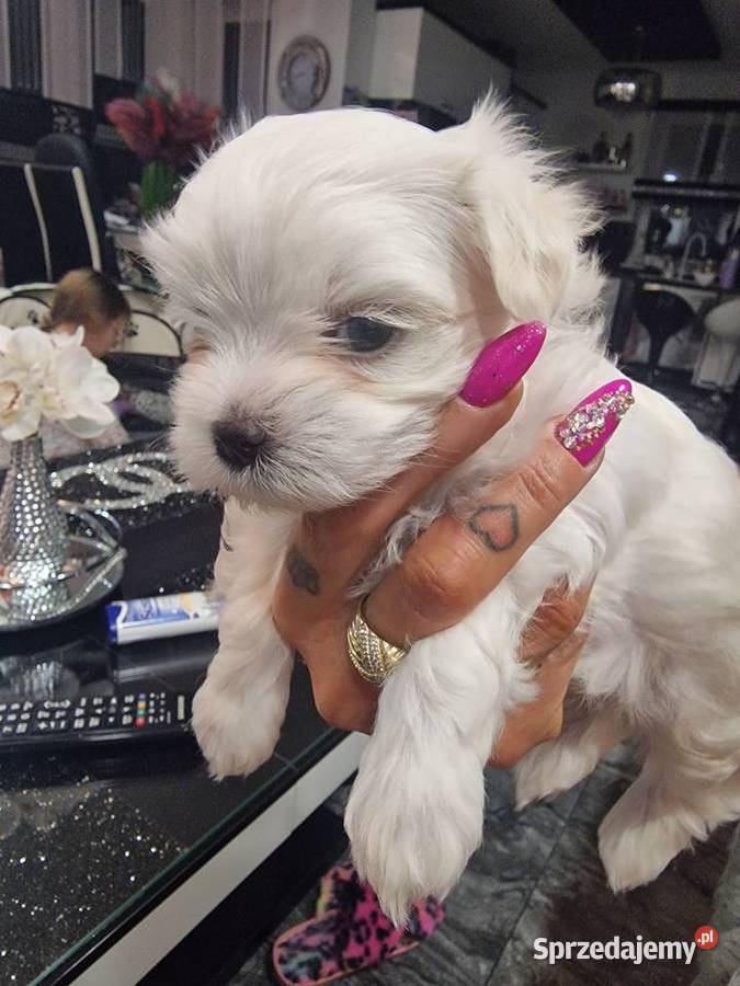 Maltanczyki szczeniaki Wieluń