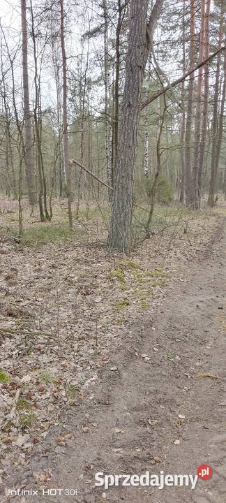 Sprzedam las leśna Żmijewo-Kuce