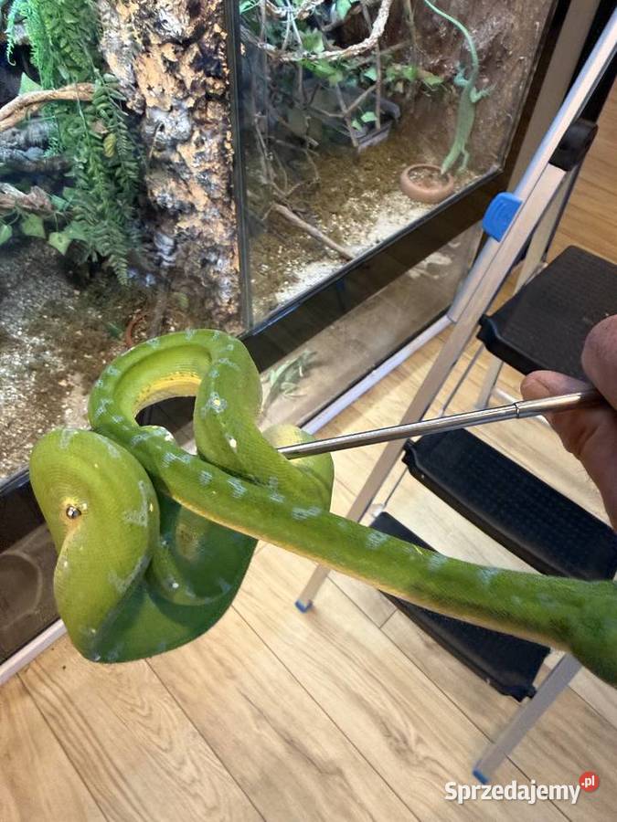 Morelia viridis pyton zielony Częstochowa