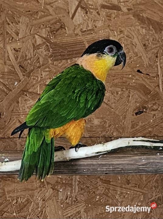 Barwinka czarnogłowa Twardawa