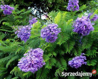 HIT Jakaranda Mimozolistna Nasiona Poznań